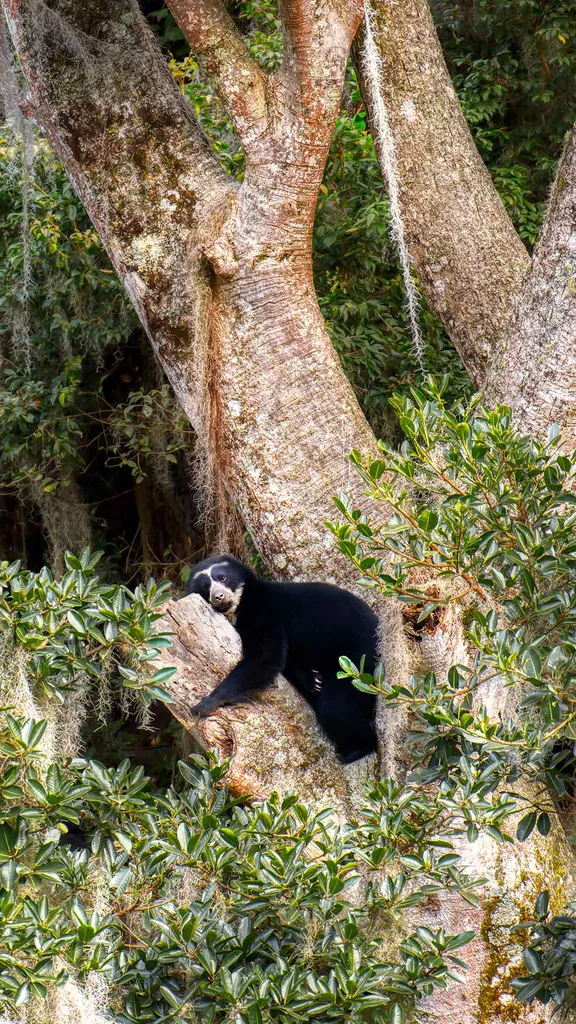 木の上でくつろぐ野生動物