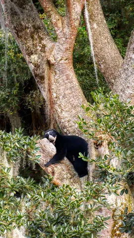 木の上でくつろぐ野生動物