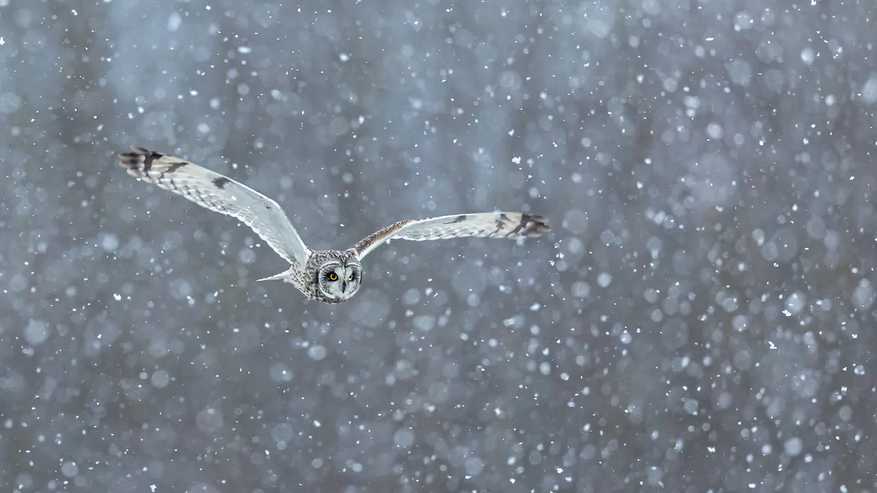 A senhora do anoitecer