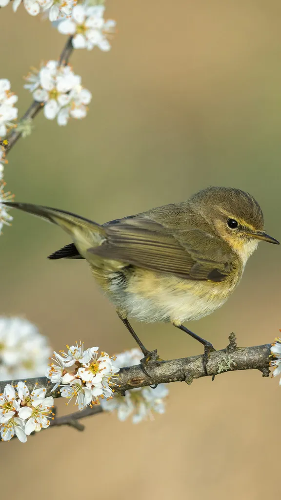 Common chiffchaff, Germany