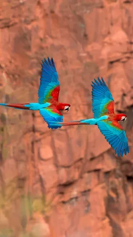 色鮮やかな羽根を持つインコ