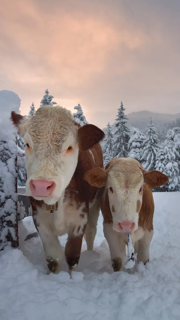 Calore tra i fiocchi?