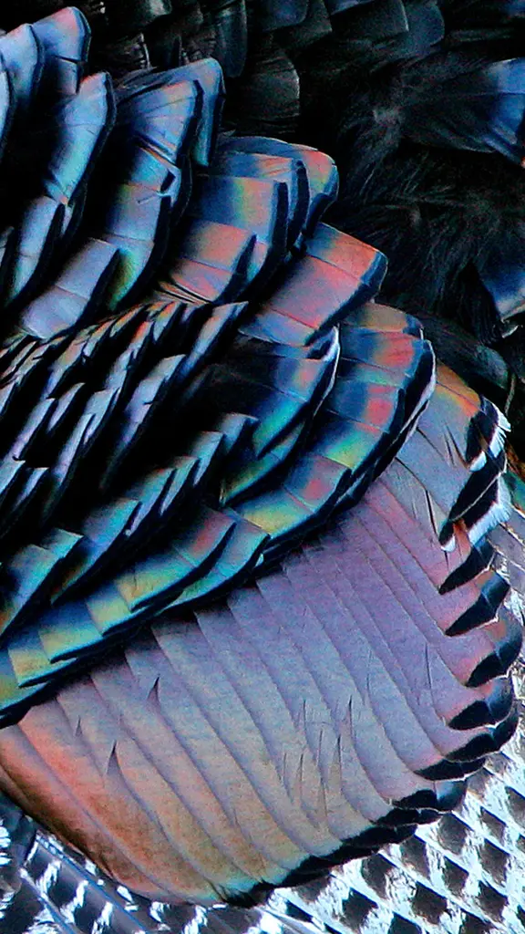 The echoes of Plymouth