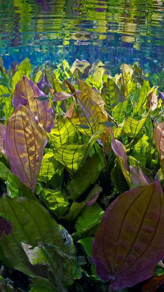 如此清澈，如此洁净