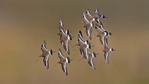 黑尾塍鹬，荷兰