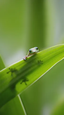 Peek-a-boo, I see you!