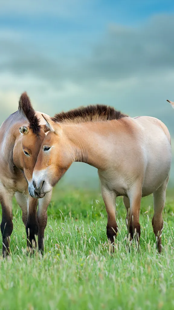 Przewalski's horses