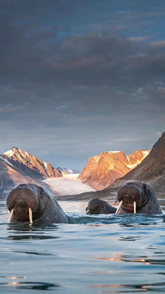 セイウチの群れ