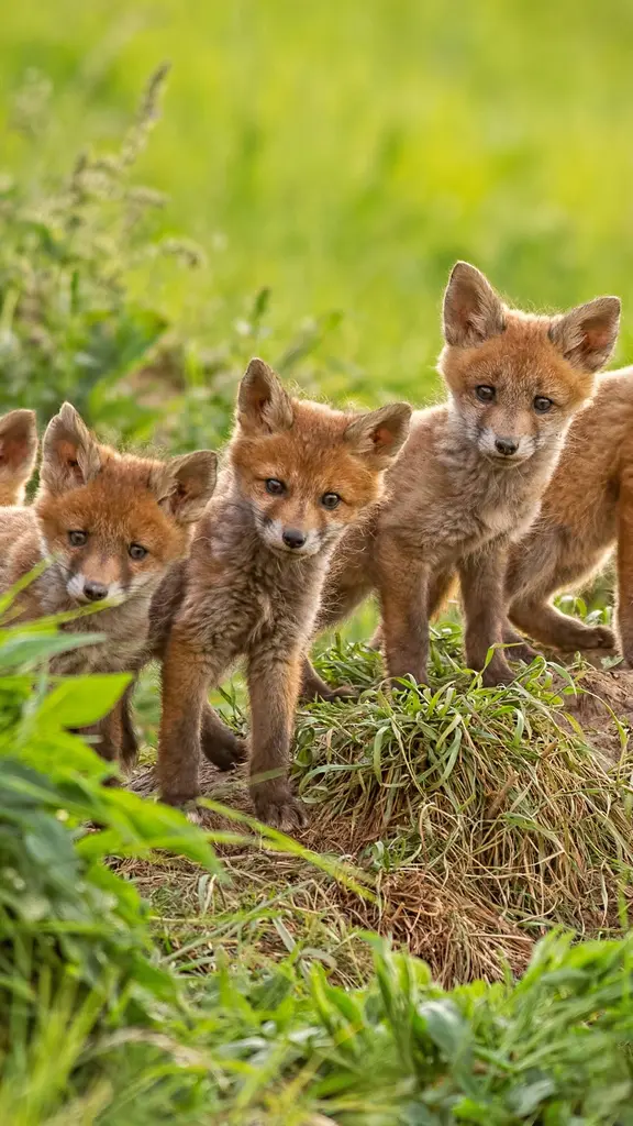 今日は兄弟姉妹の日