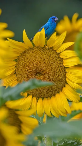 向日葵上的靛蓝彩旗鸟