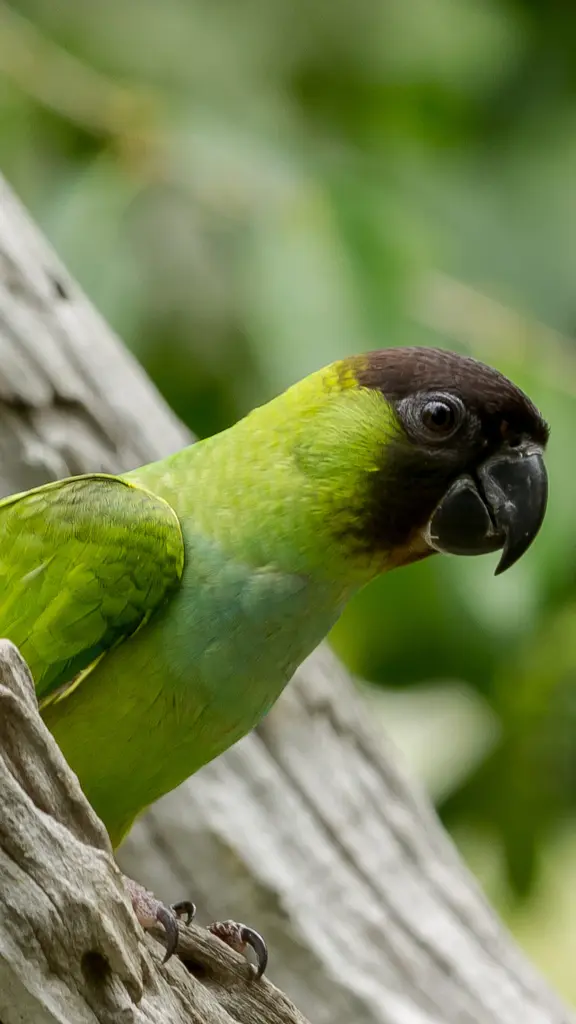 M&uacute;sica para os ouvidos