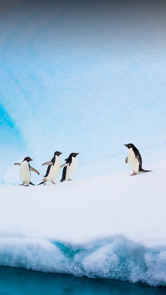 It's ice to meet you all here!