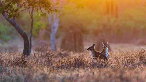 蹦蹦跳跳，快乐到老