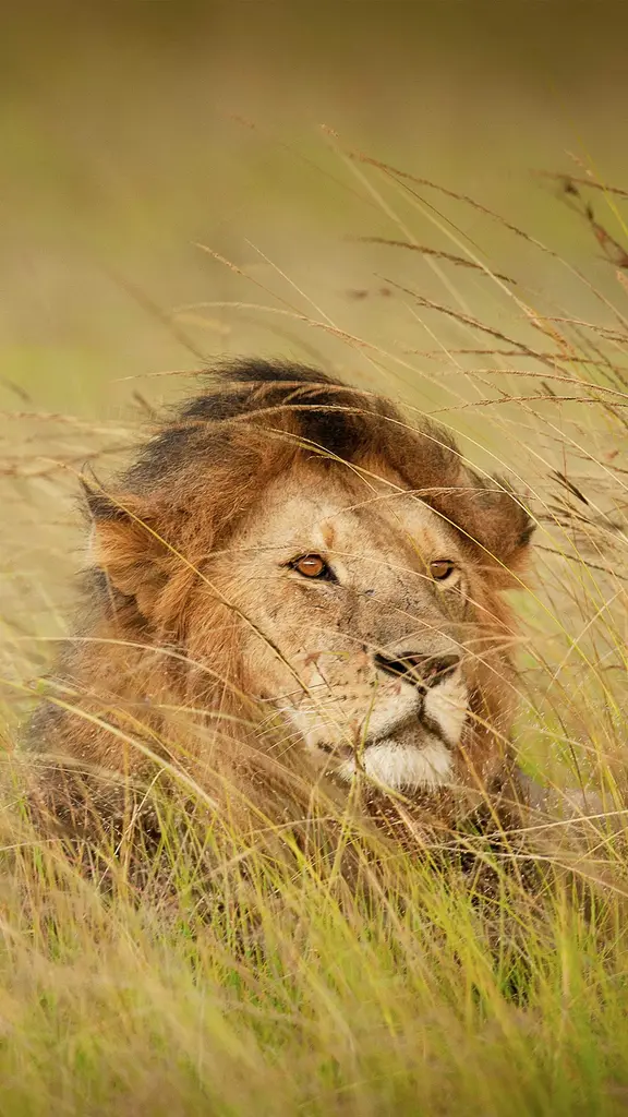 'King of the jungle'?