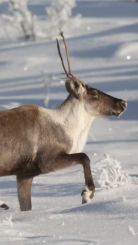 圣诞快乐，亲爱的朋友们！