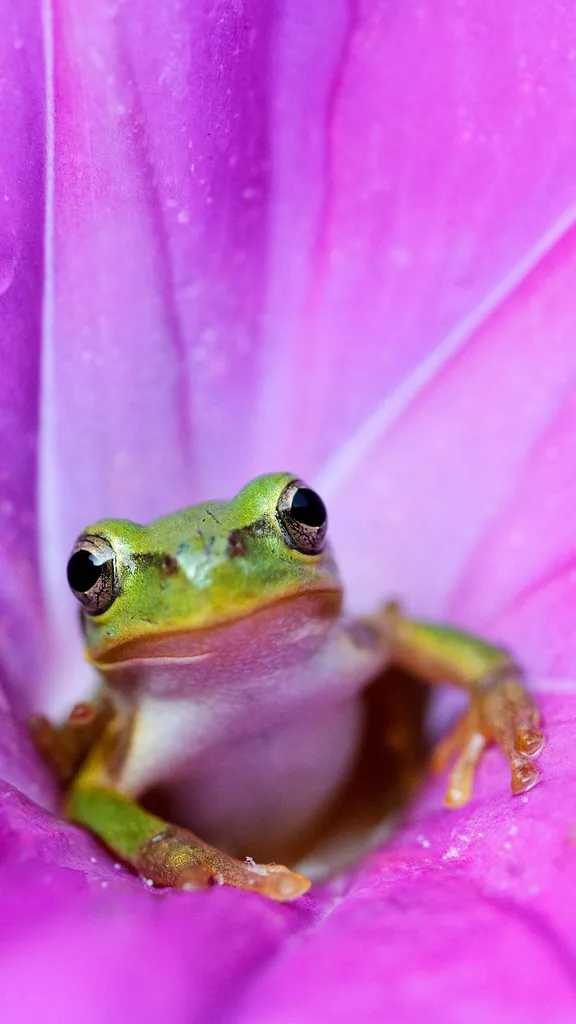 Alarme anf&iacute;bio