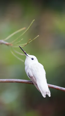 Pare, &eacute; hora de voar!