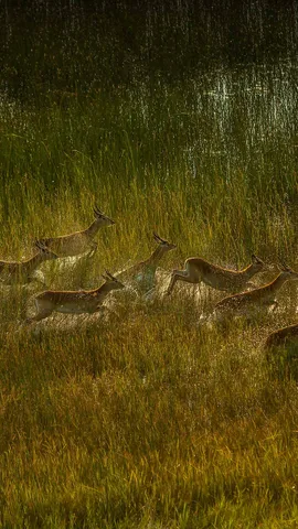 Wanderers of the wetlands