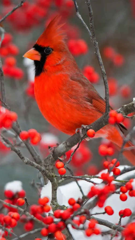一抹鲜艳的色彩