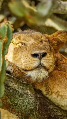 Schlummender K&ouml;nig der Wildnis