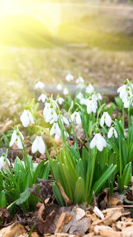 Fiori della transizione