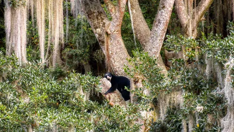 木の上でくつろぐ野生動物