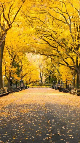 Falling for Central Park