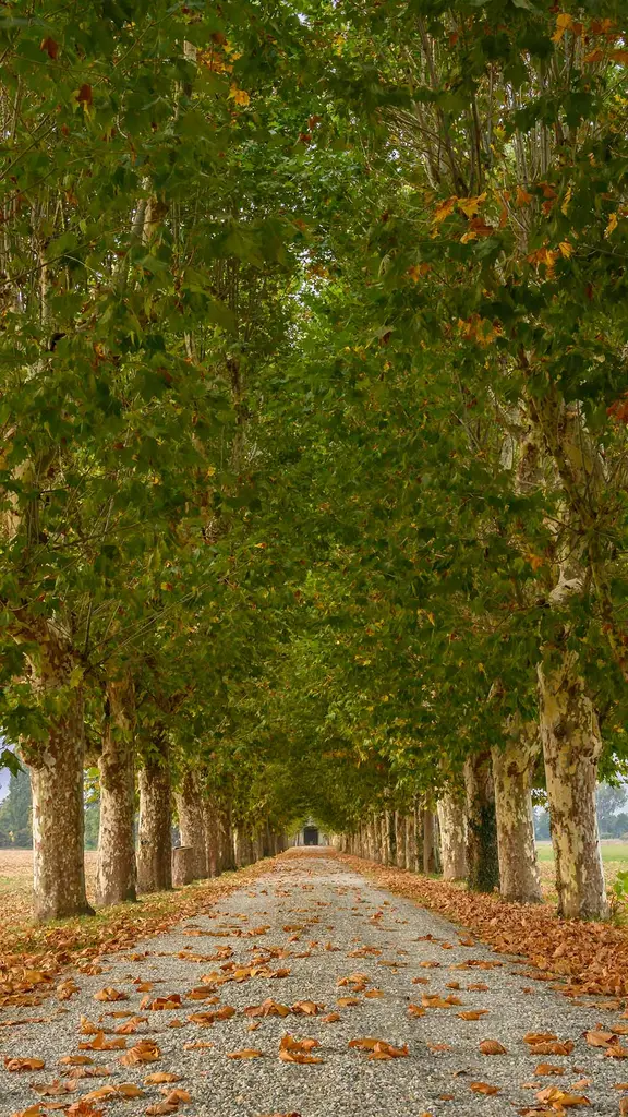 Visioni nei viali del vento