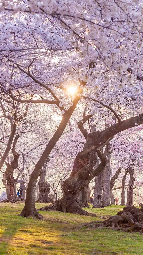 Cherry, cherry, bloom, bloom