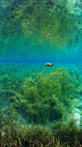 龟龟们畅游的好日子