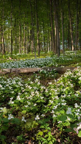 Uma surpresa da natureza