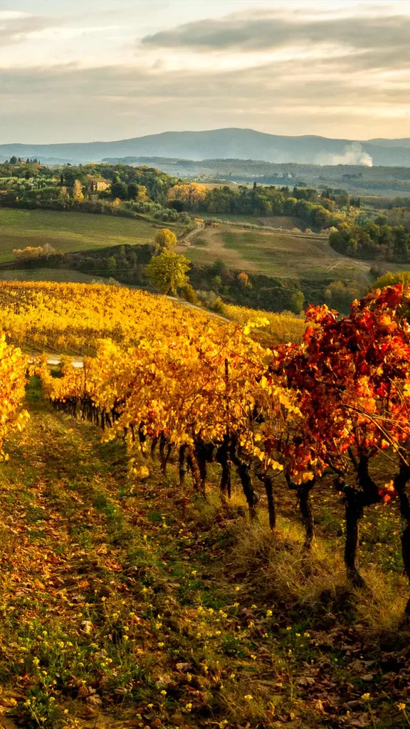 Sole e cure dell'uomo, rendono questi vigneti unici