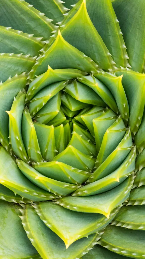 O c&oacute;digo secreto da natureza
