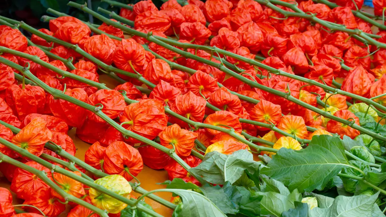 今日は四万六千日