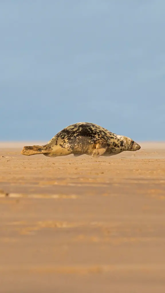 正爬上唐娜&middot;诺克沙滩的灰海豹，英格兰北林肯郡