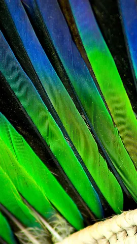 Uma linguagem que n&atilde;o pede tradu&ccedil;&atilde;o