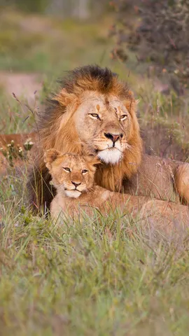 Ruggito di Pap&agrave;