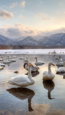 El lago de los cisnes