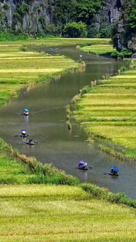 Ngo Dong河两岸的稻田美景，越南宁平省