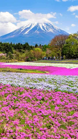 富士芝桜まつりが開催中