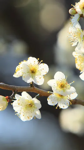 今日から水戸の梅まつり