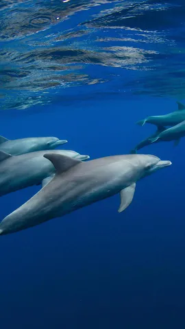 Das L&auml;cheln des Ozeans