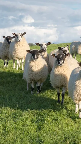 可爱的羊咩咩一家