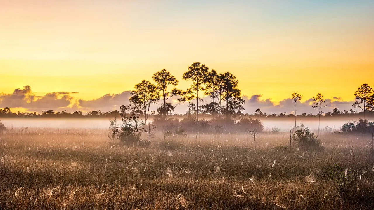 Spider webs in Everglades National Park, Florida, United Sates
