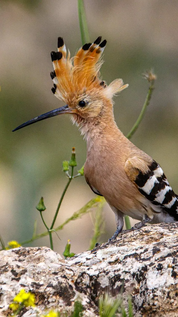 Susurros de primavera