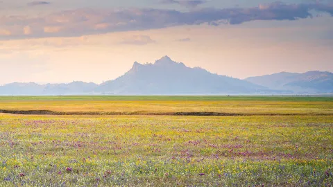 Wildflower bloom, Central Valley, California, United States