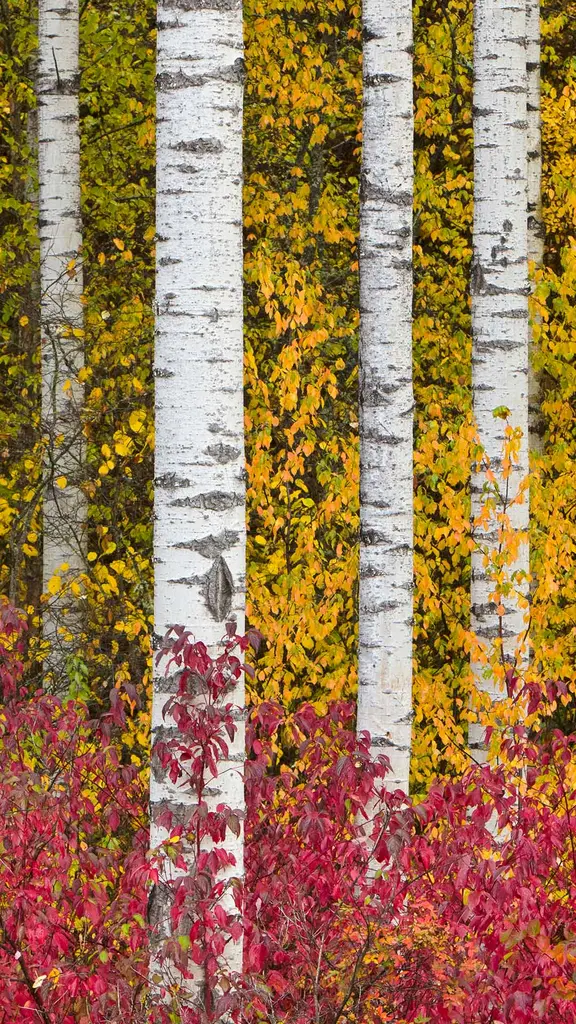 Fall's flaming colours