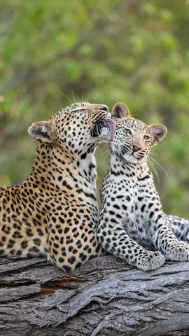 Celebrating motherhood feline style