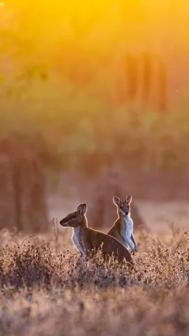 蹦蹦跳跳，快乐到老