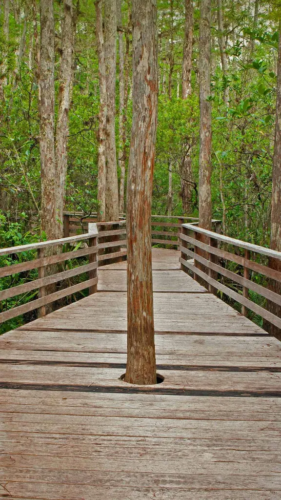 螺旋沼泽鸟兽禁猎区的小径,佛罗里达州
